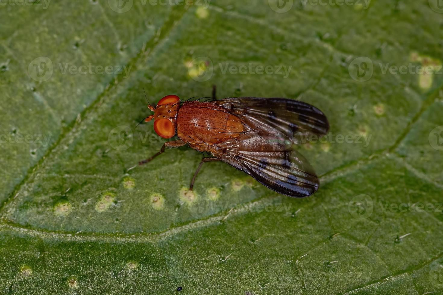 Adult Acalyptrate Fly photo