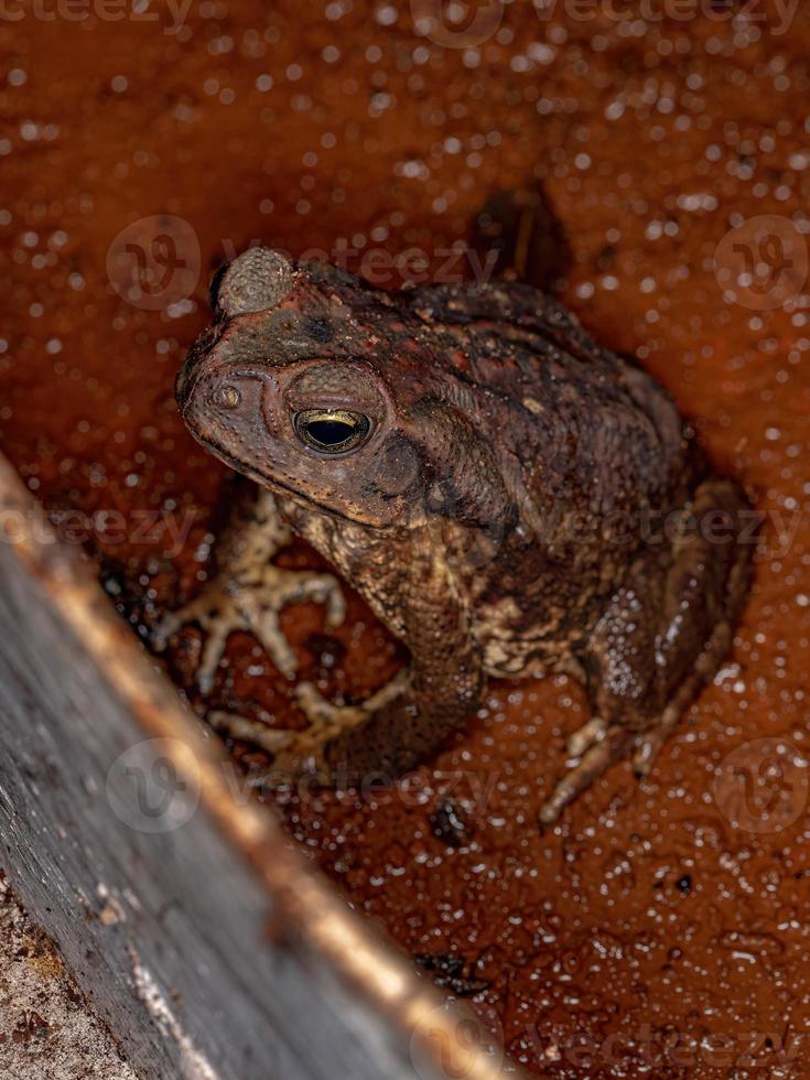 sapo cururu adulto foto