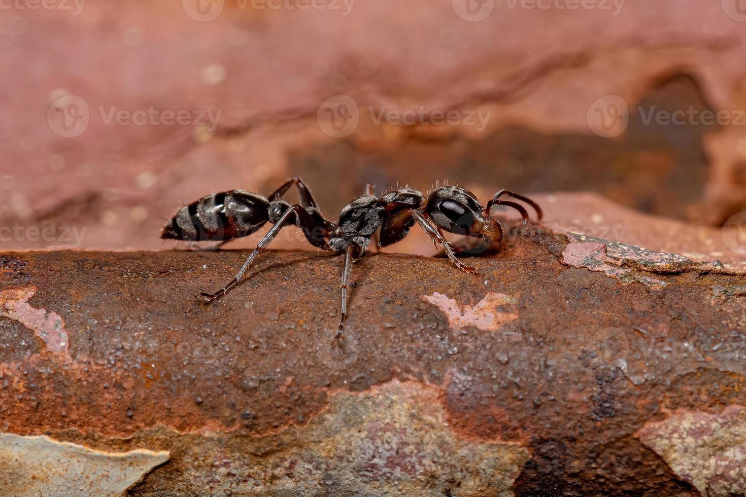 Adult Female Twig Ant photo