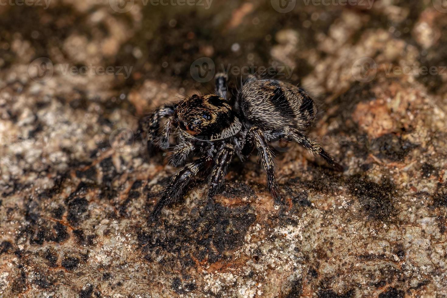 pequeña araña saltadora foto