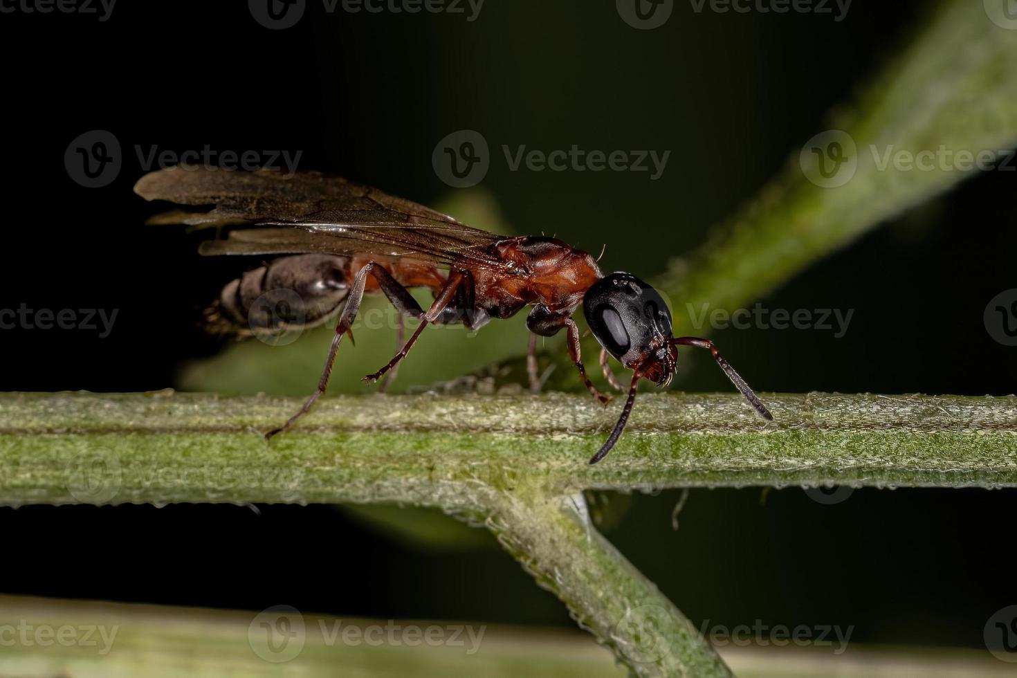 Adult Twig Queen Ant photo