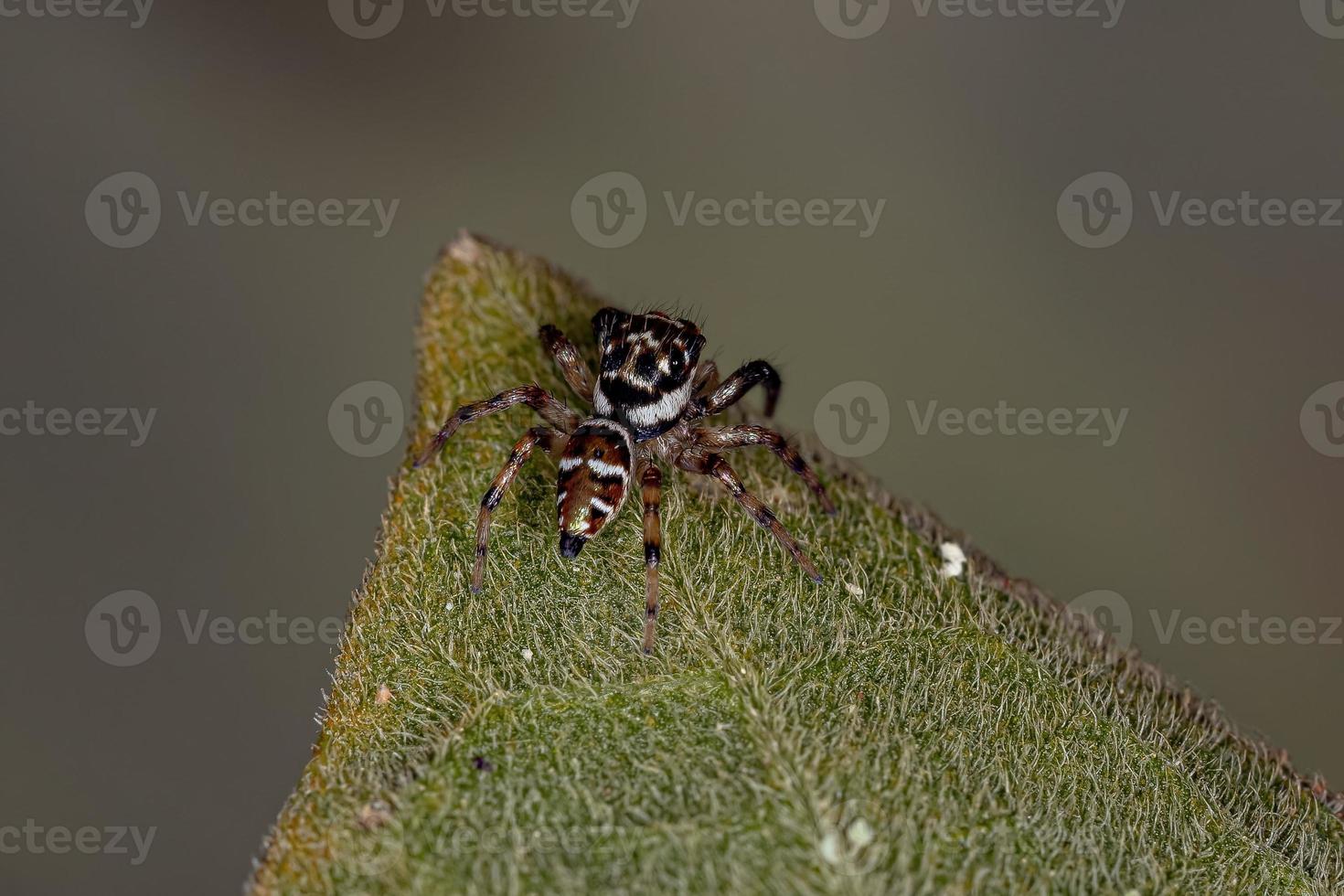 pequeña araña saltadora macho foto