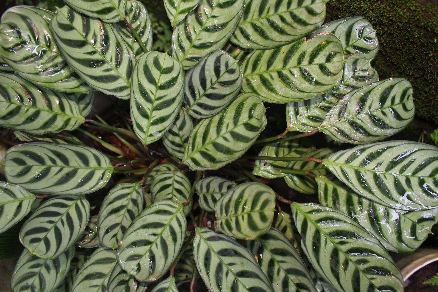 Caltea ornamental leaves photo