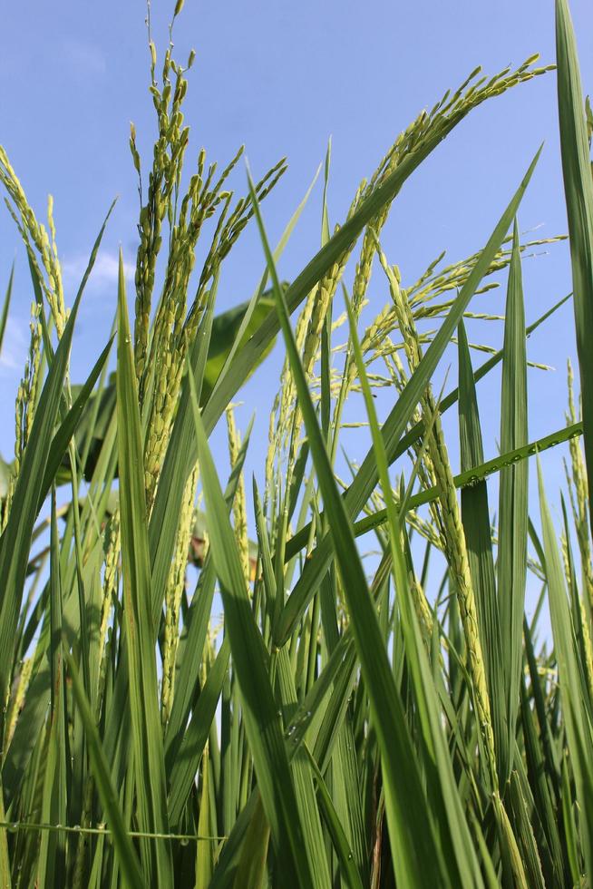 arroz verde con fondo de cielo azul nublado foto