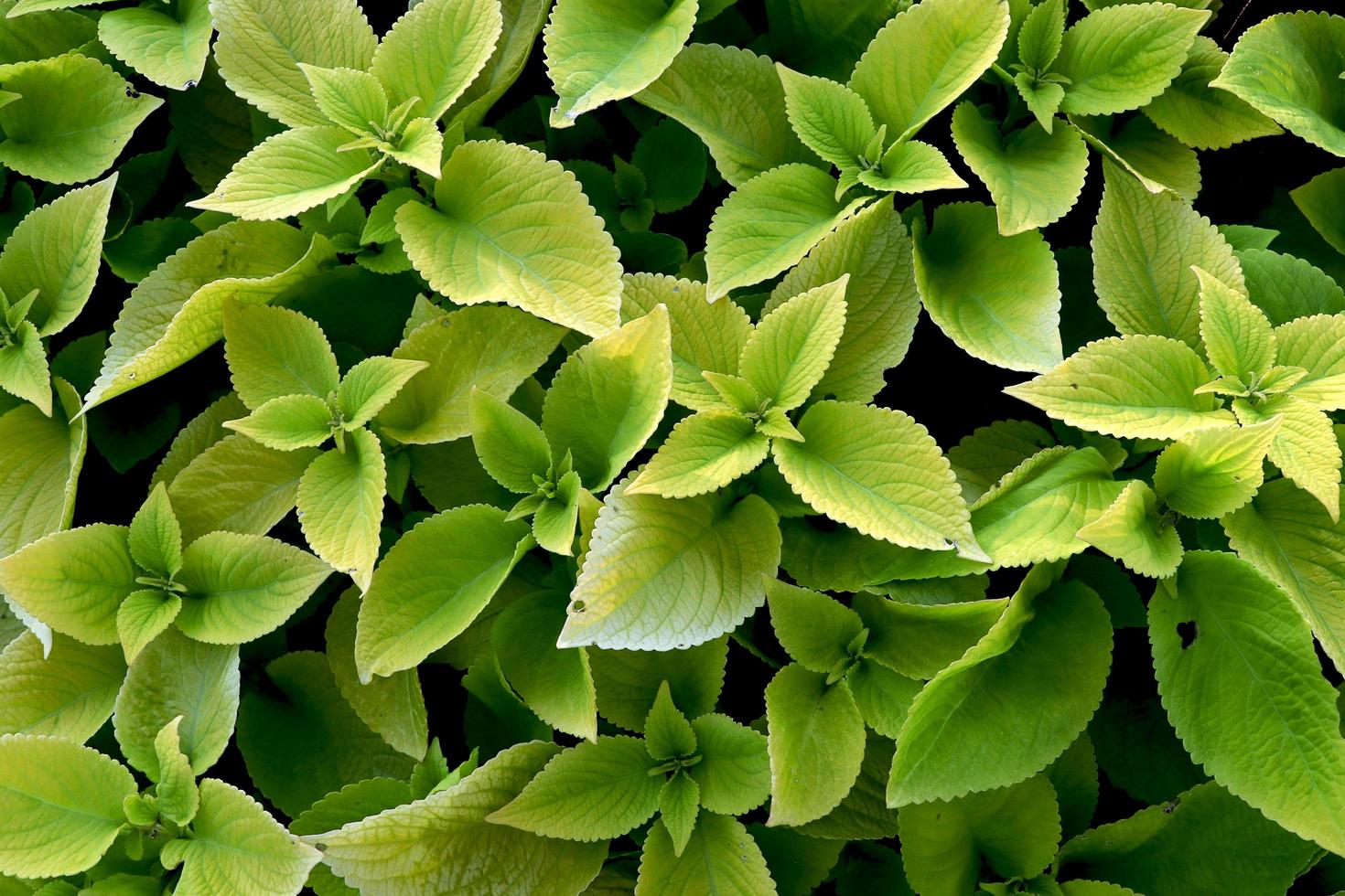 Plant with green leaves. photo