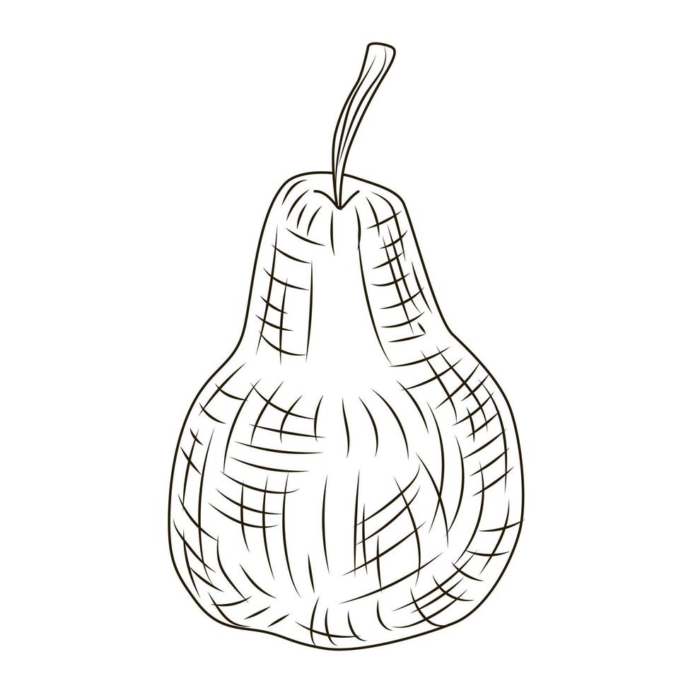 Pear in engraved style isolated on white background. Vintage sketch outline fruit close up. vector