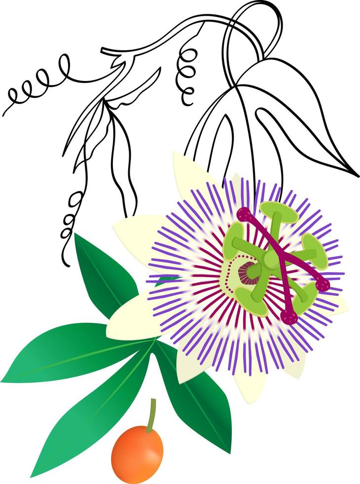 Passiflora plant vector illustration