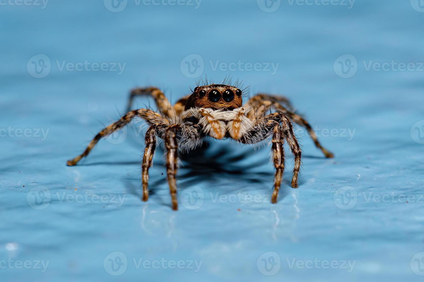 Adult Female Gray Wall Jumping Spider photo