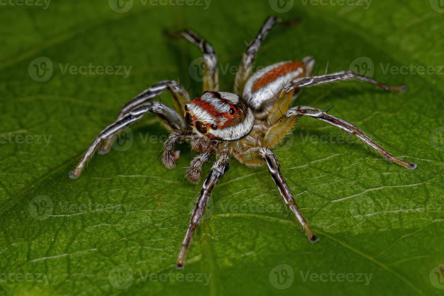 Adult Male Jumping Spider photo