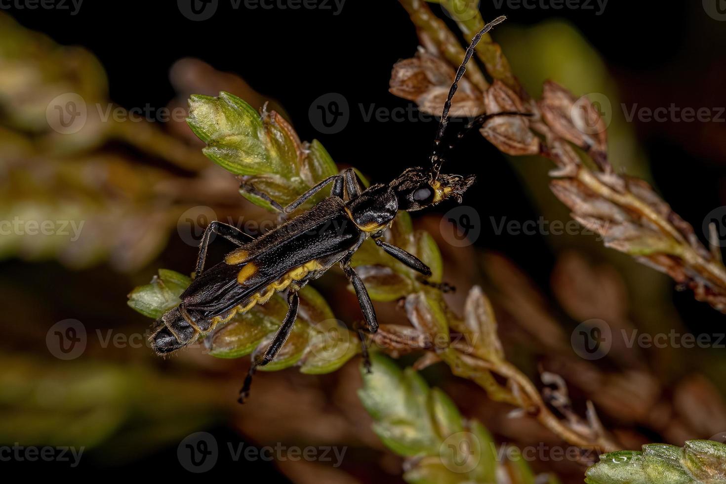 Adult Soldier Beetle photo