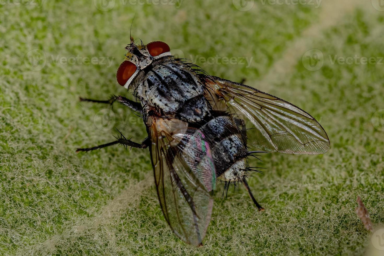 Adult Bristle Fly photo