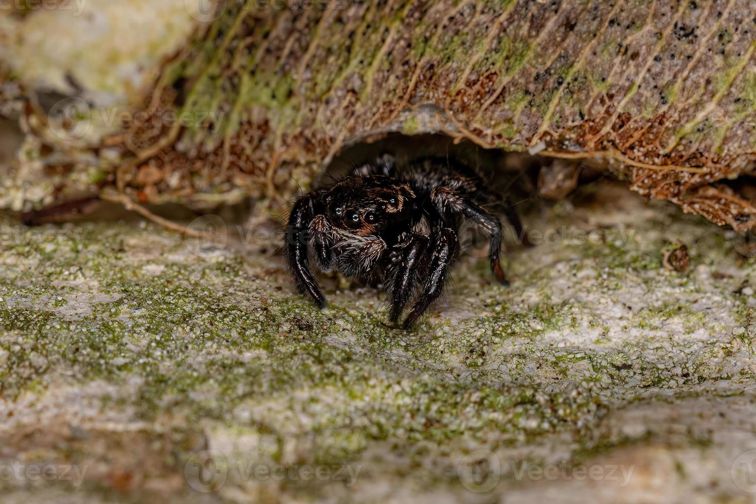 Small jumping spider photo