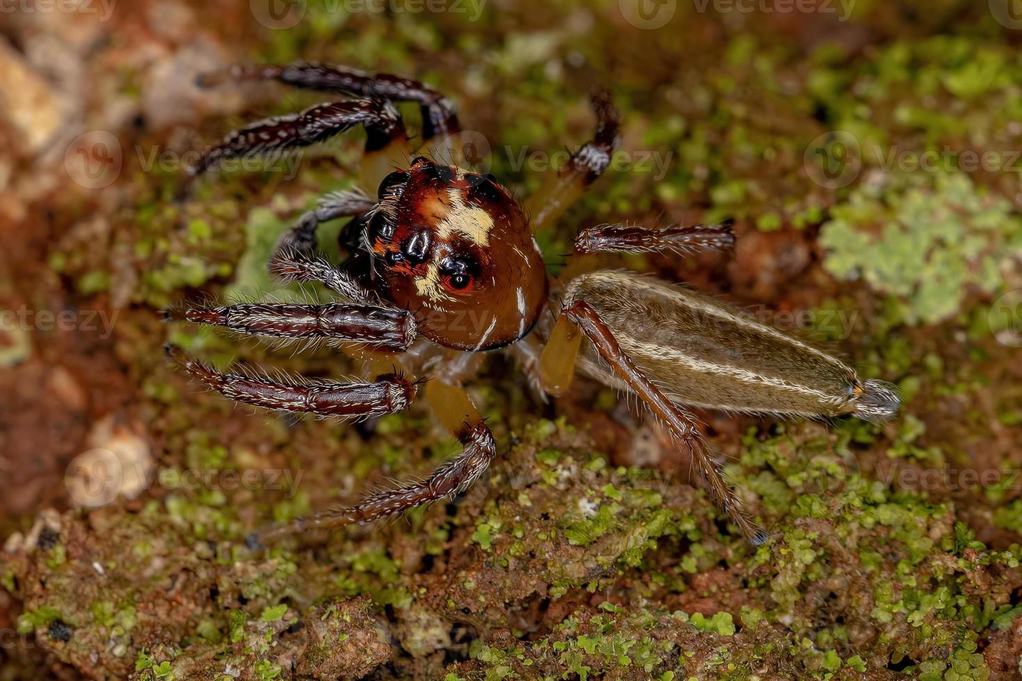 araña saltadora macho adulto foto