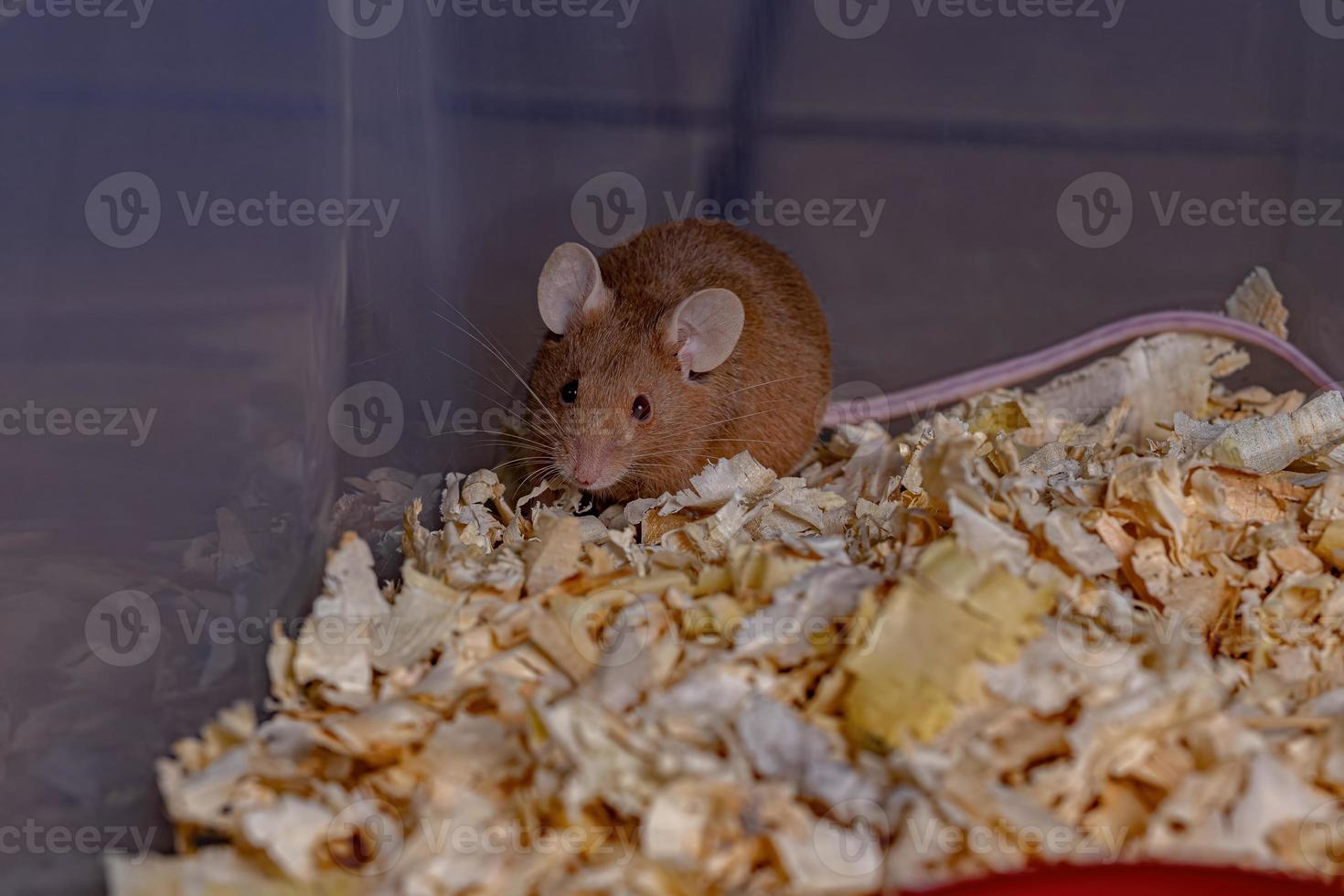 Small House Mouse photo