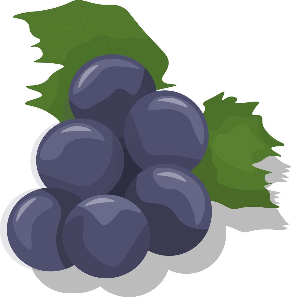 racimo de uvas azules, con gráficos vectoriales de hojas vector