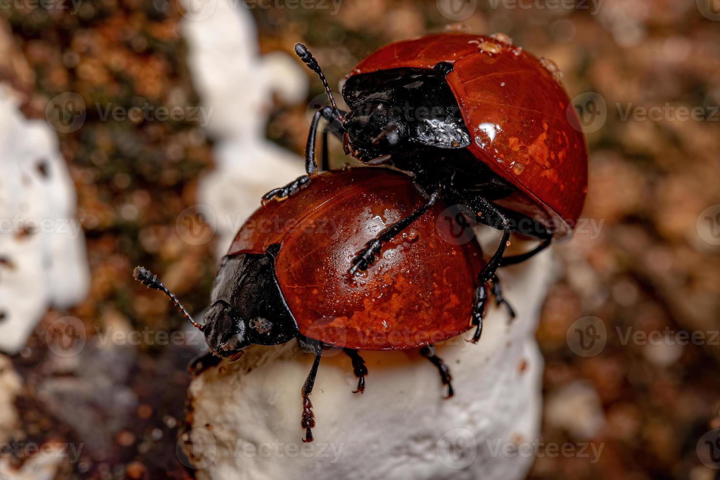 Adult Pleasing Fungus Beetles photo
