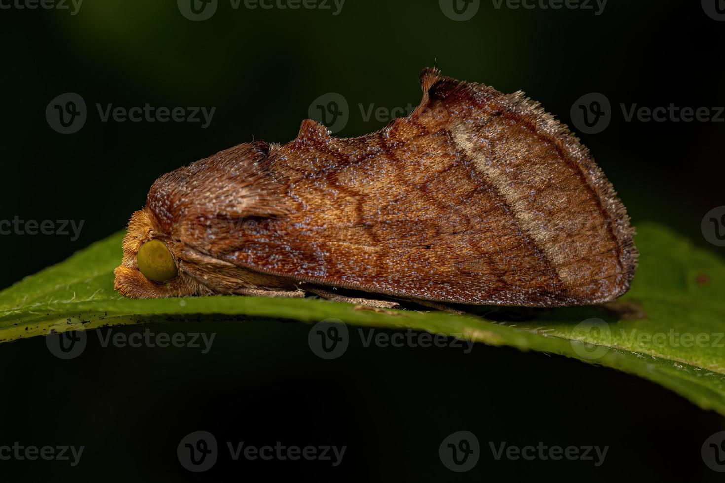 Adult Fruit-piercing Moth photo