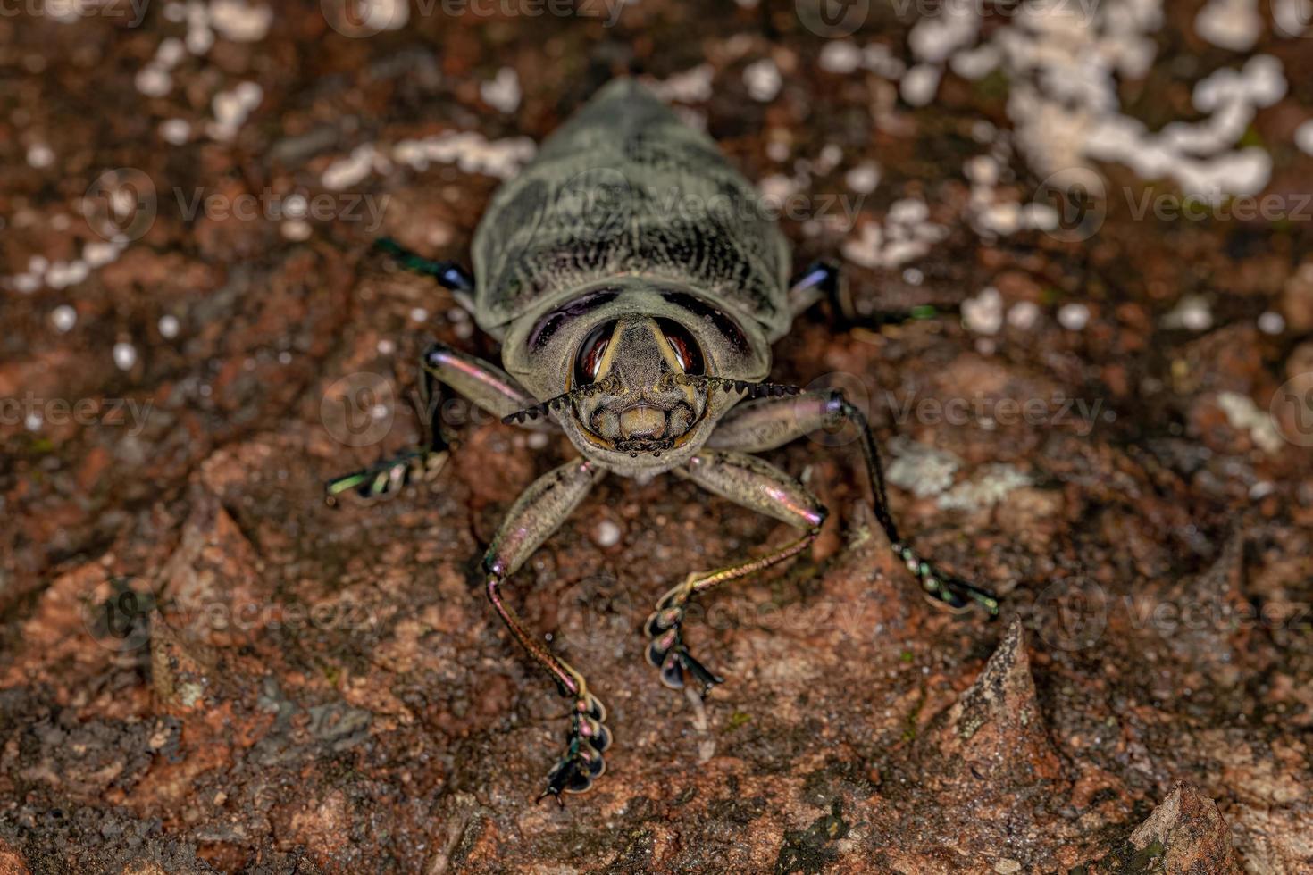 escarabajo barrenador de ceiba adulto foto