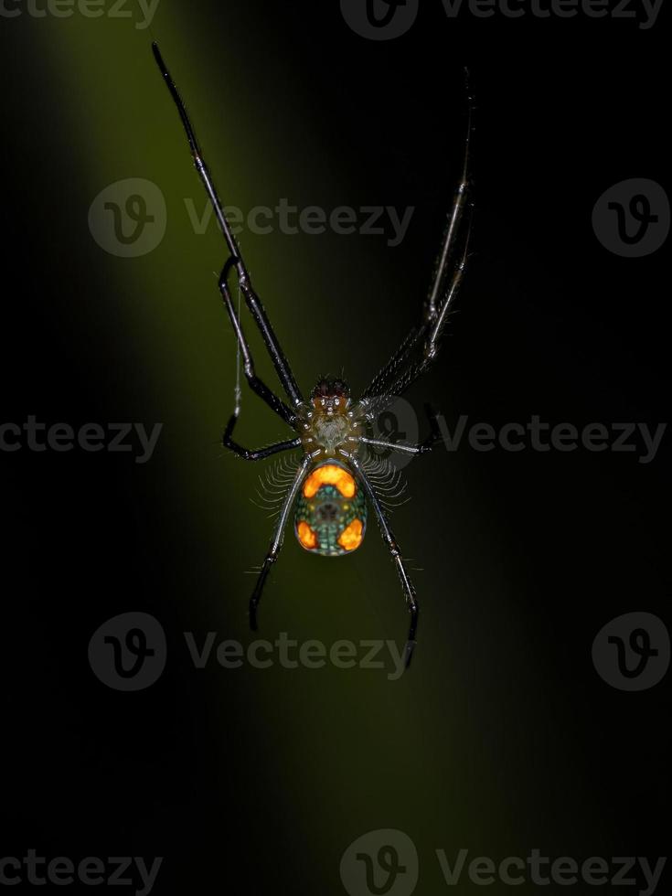 pequeña araña de huerta foto