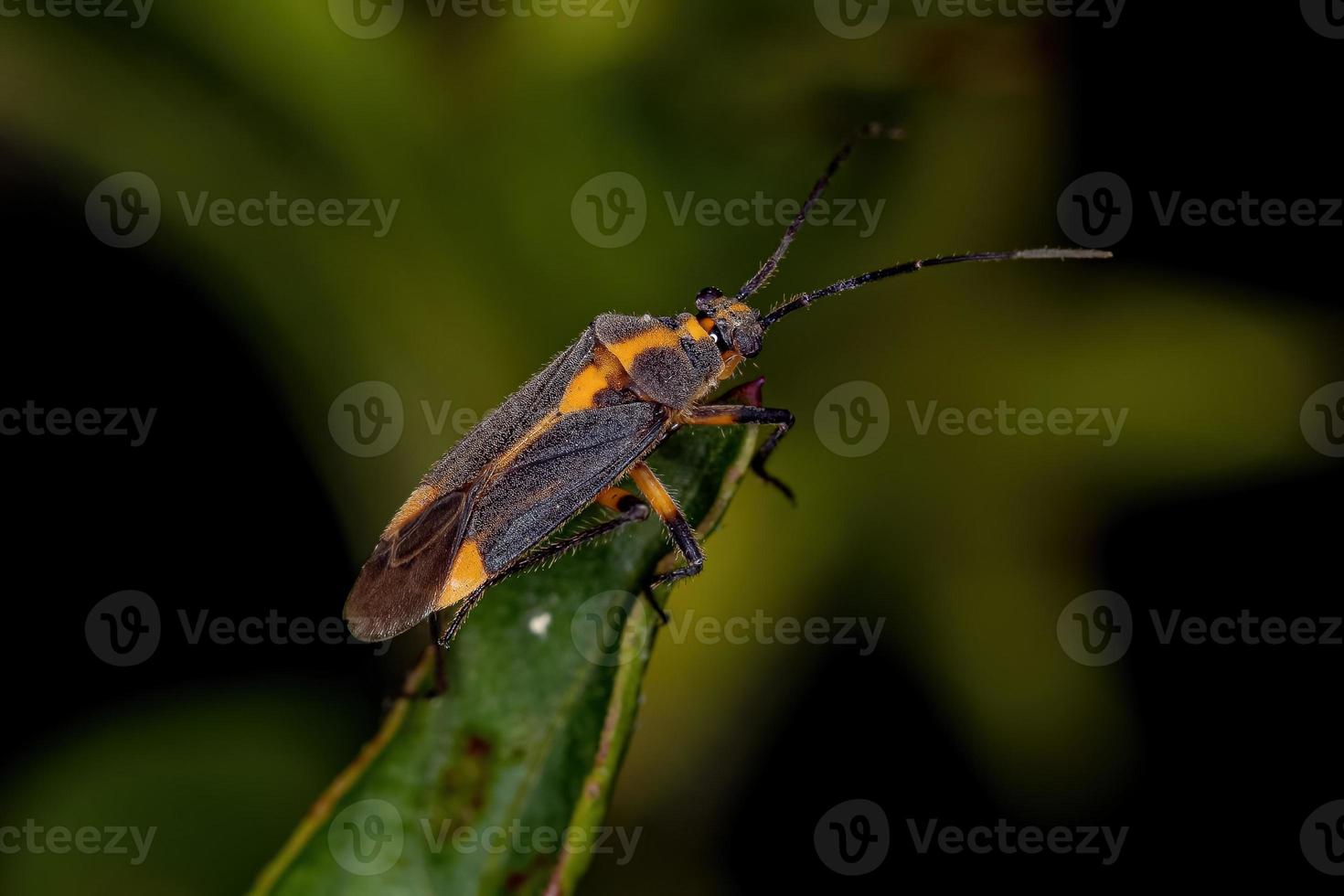 Adult Plant Bug photo