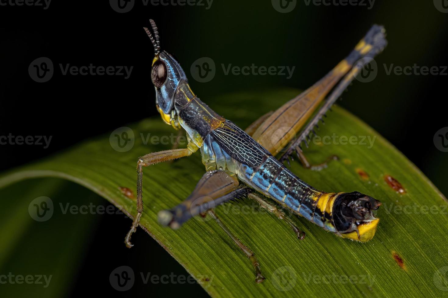 Male Monkey Grasshopper Nymph photo