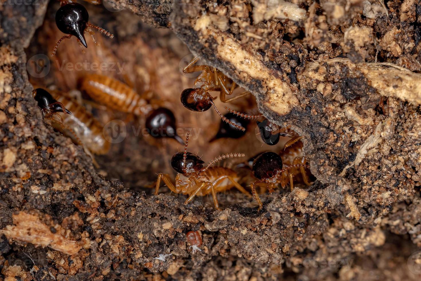 Adult Nasute Termites photo