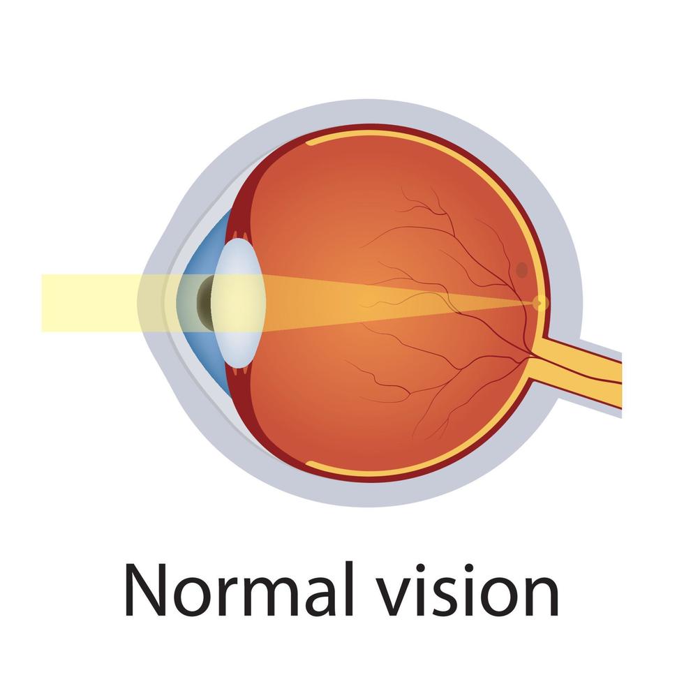 Normal Eye Vision Illustration. Human Eye Optical System. Detailed Anatomy of Healthy Eyeball. Correct Vision Concept. Isolated Vector