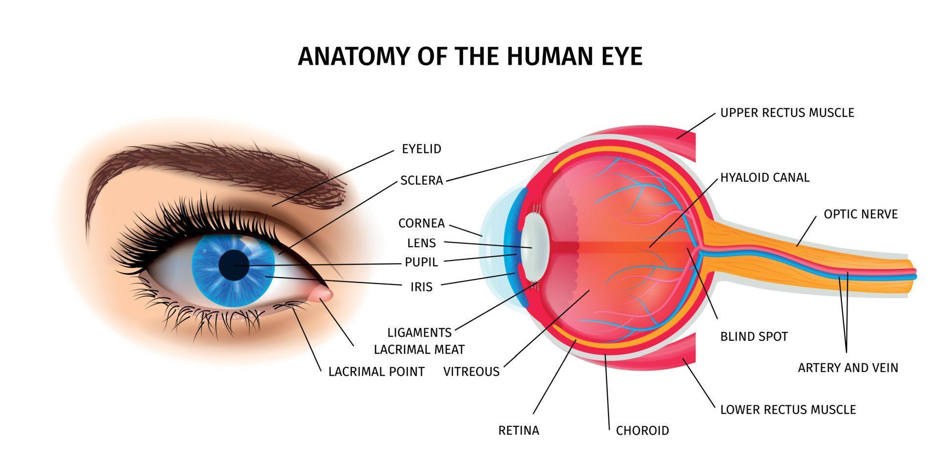 cartel de anatomía del ojo humano vector