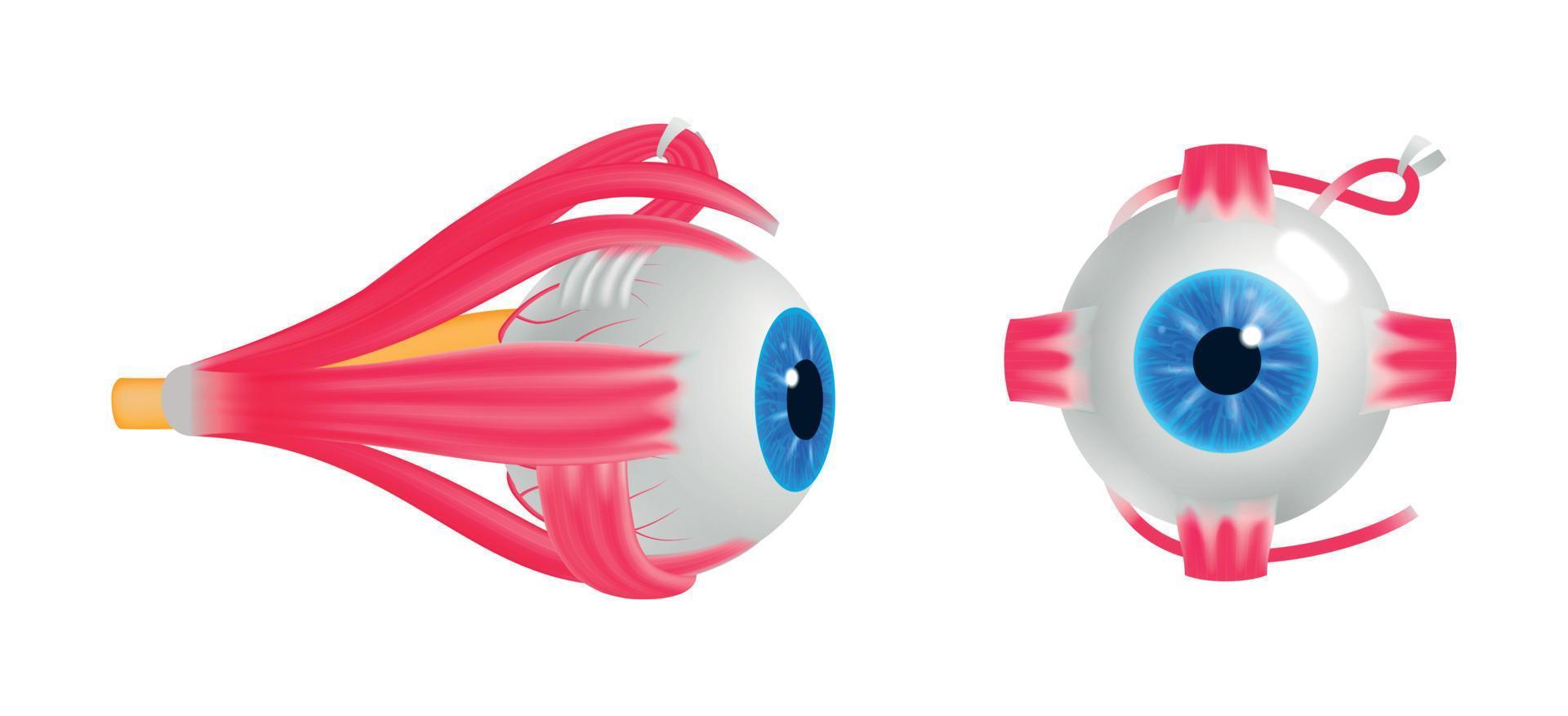 conjunto de anatomía del globo ocular humano vector