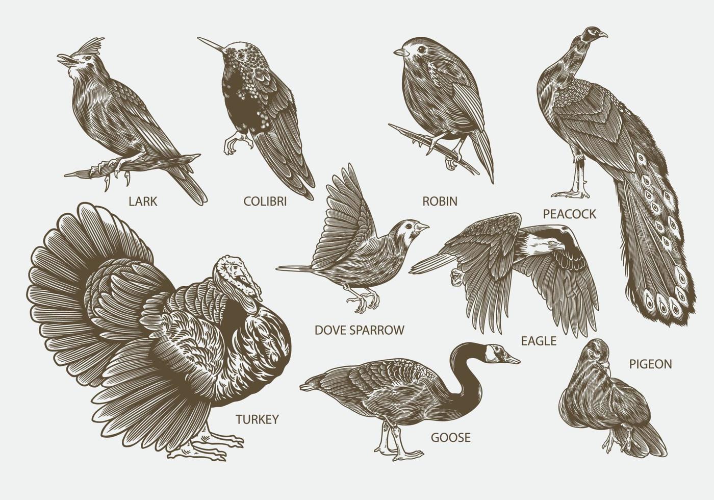 Bird species set. Hand drawn of lark, colibri, turkey, and robin. vector