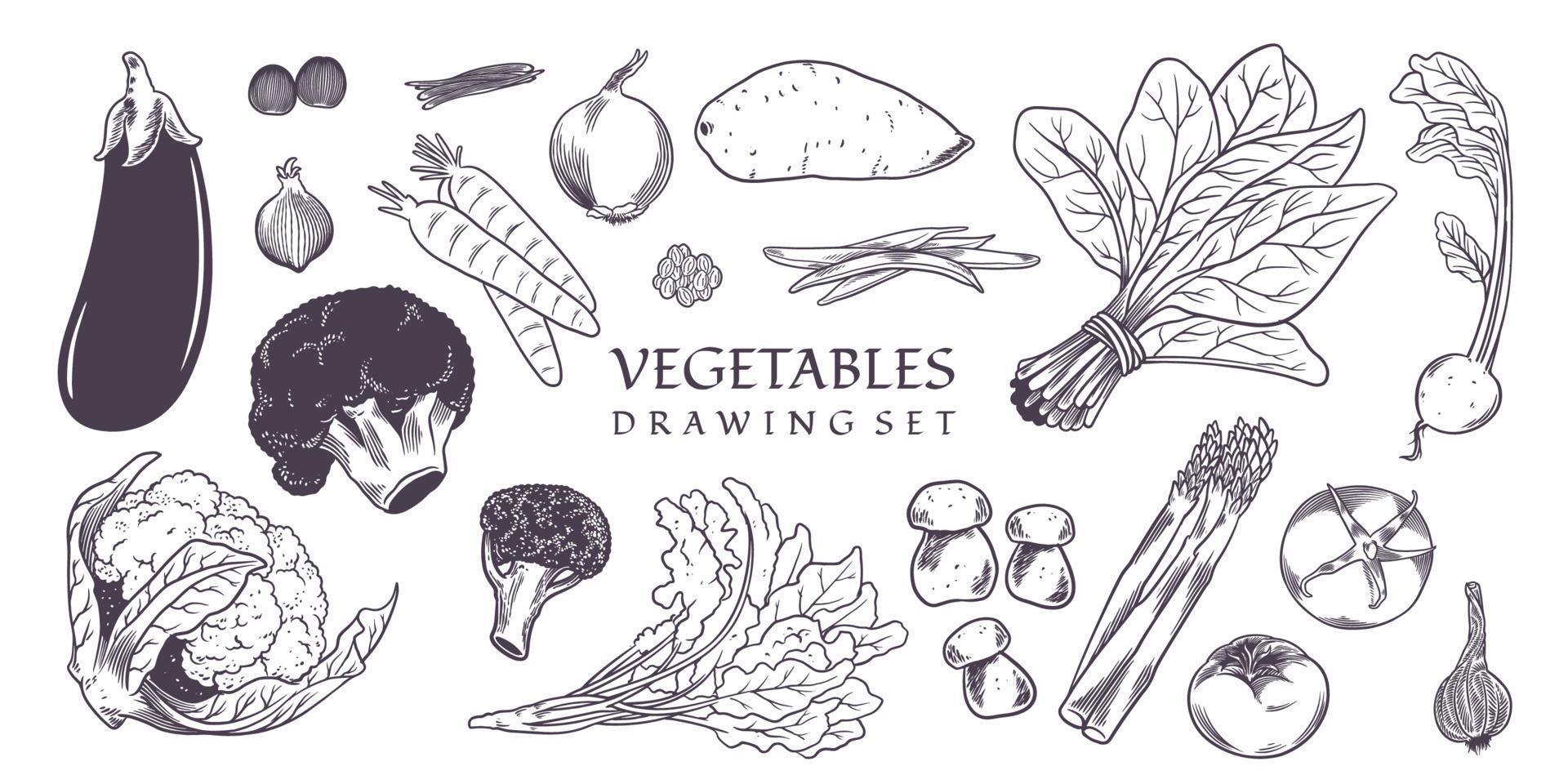 conjunto de varios tipos de verduras dibujadas a mano. vector