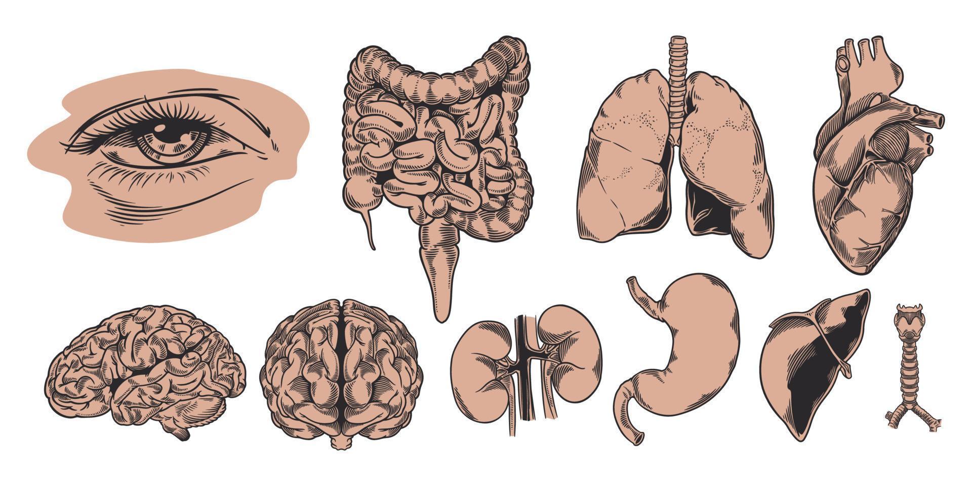 conjunto dibujado a mano de la anatomía humana. estudia y estructura los órganos internos. vector