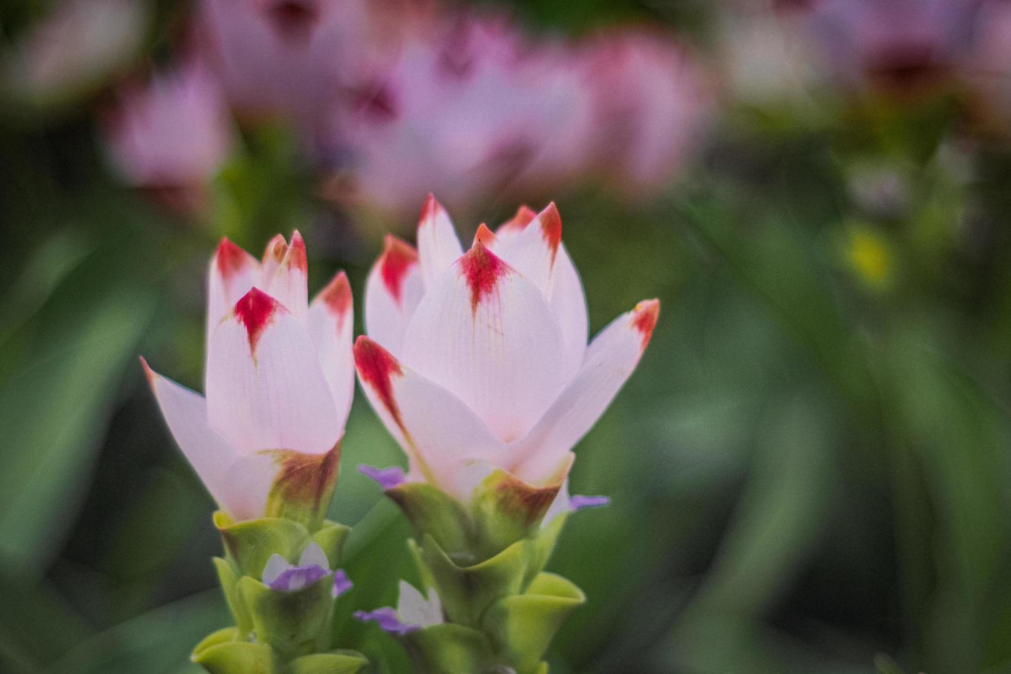 Spring white pink flower Siam tulip Curcuma Sessilis in summer time