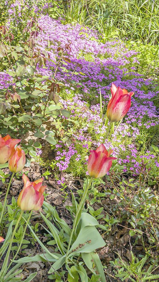 A carpet of blooming saxifrage in the front garden with tulips in the foreground. Landscape. photo