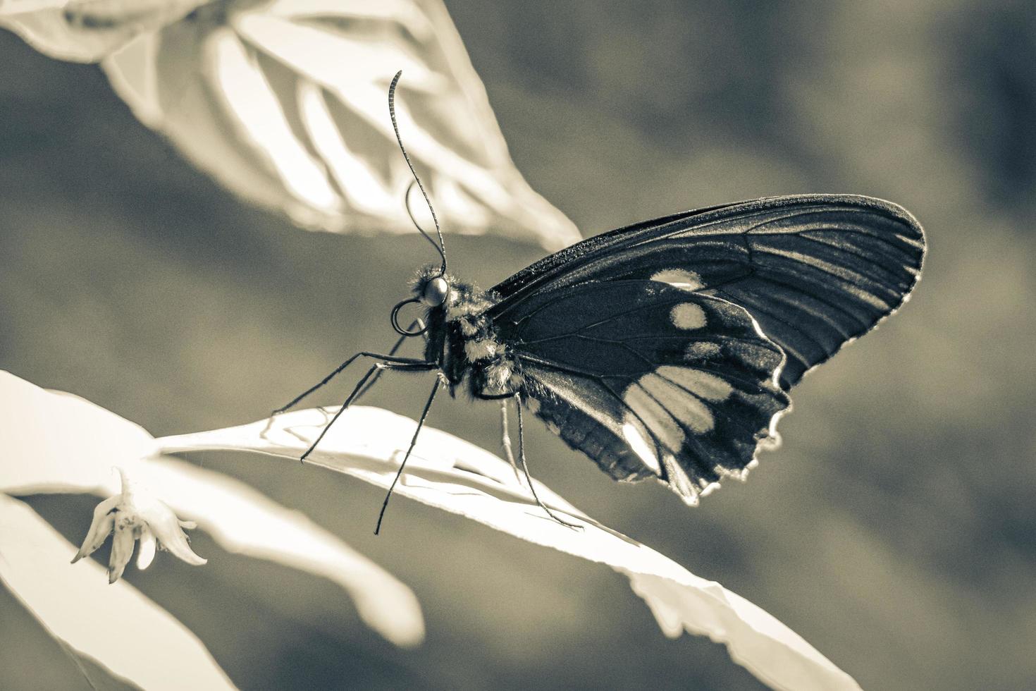 Red black noble tropical butterfly on green nature background brazil. photo