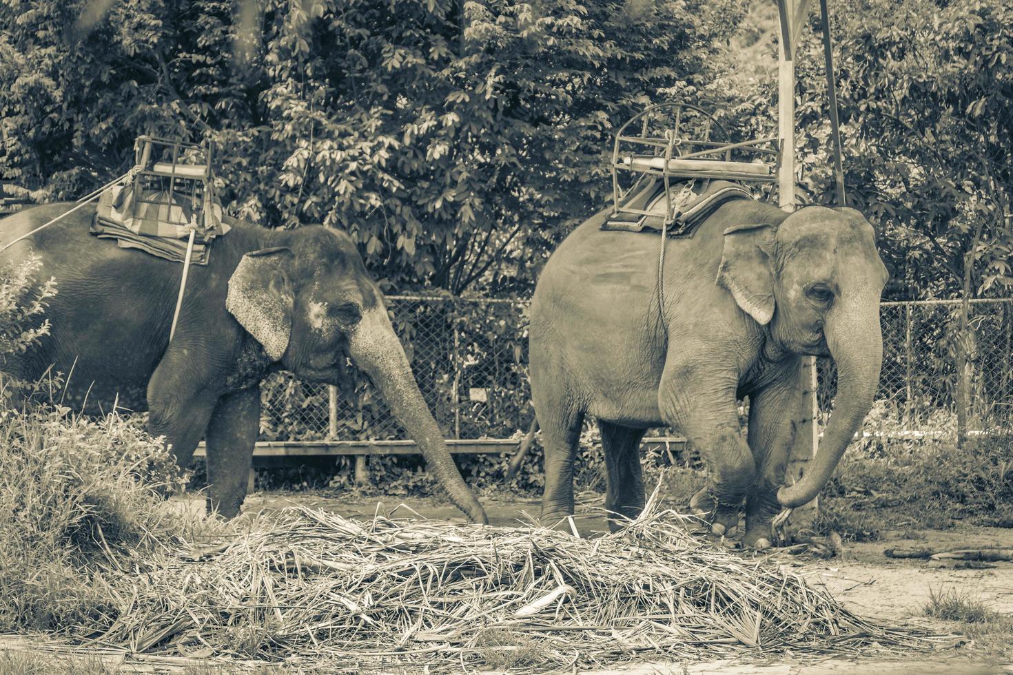 Asian elephants for riding tropical rainforest park Koh Samui Thailand. photo