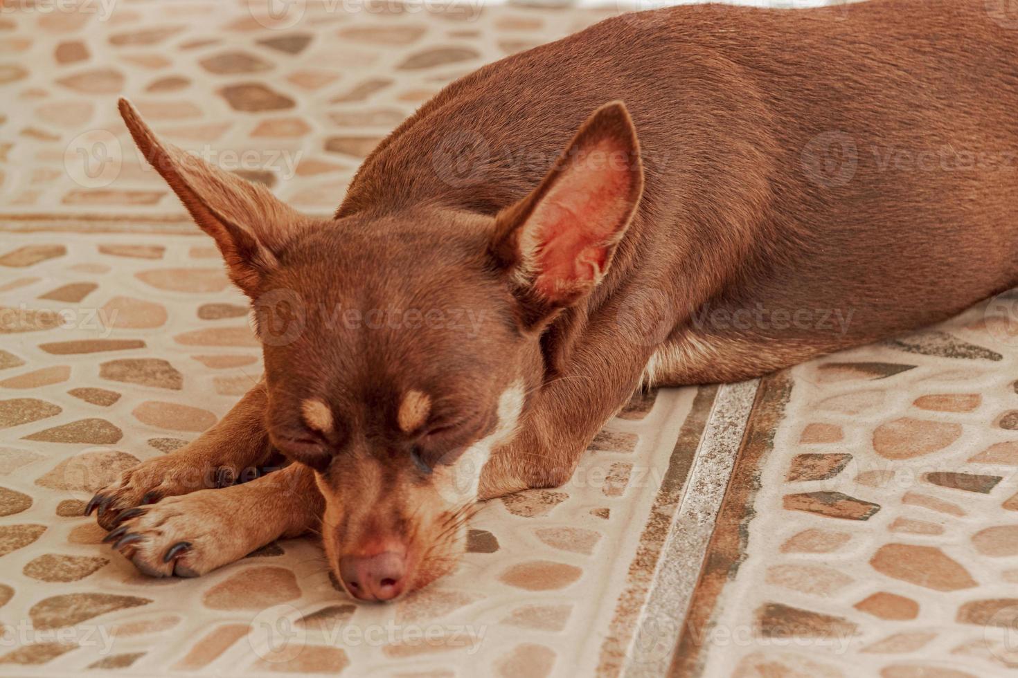 Russian toy terrier dog portrait while tired and sleeps Mexico. photo