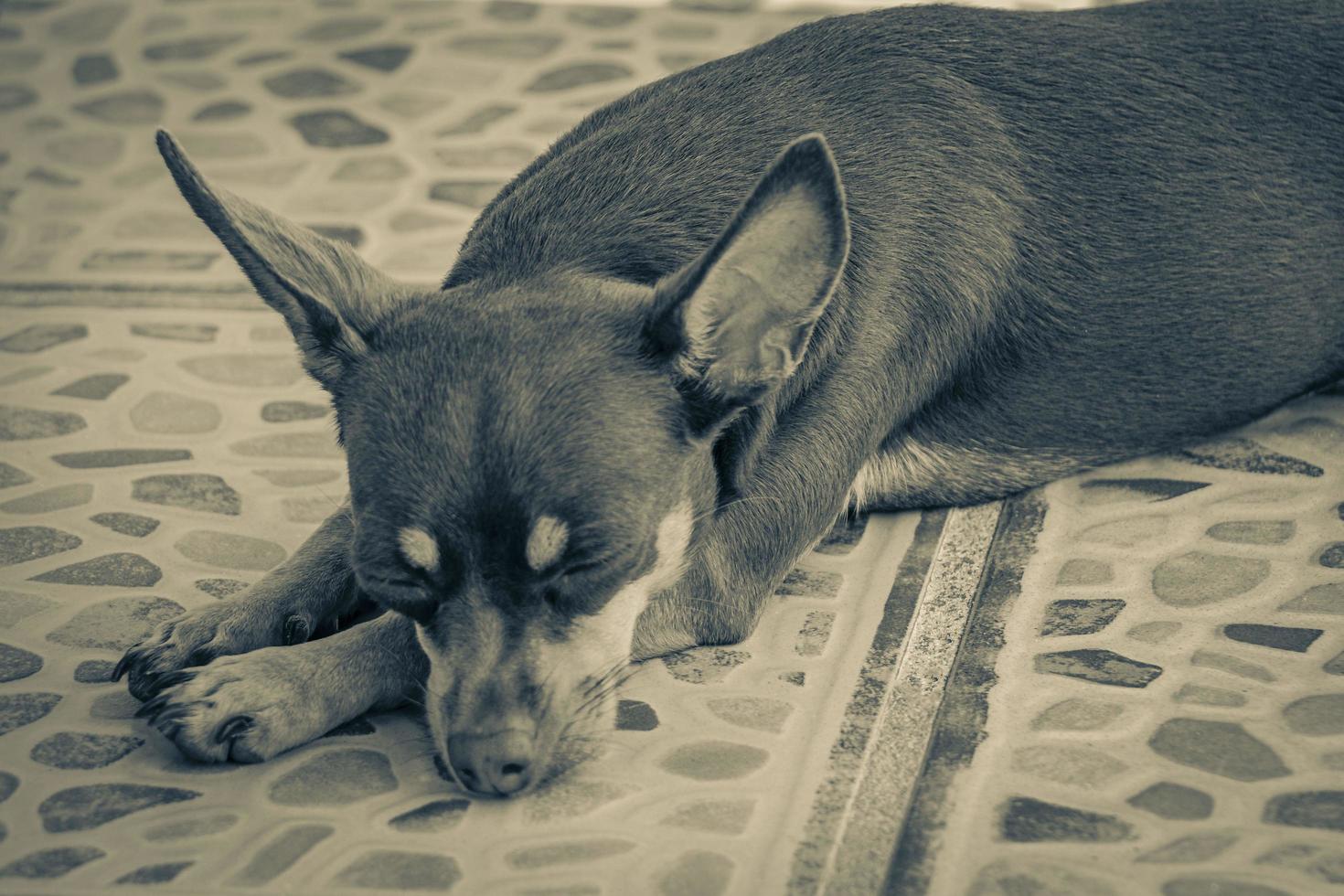 Russian toy terrier dog portrait while tired and sleeps Mexico. photo