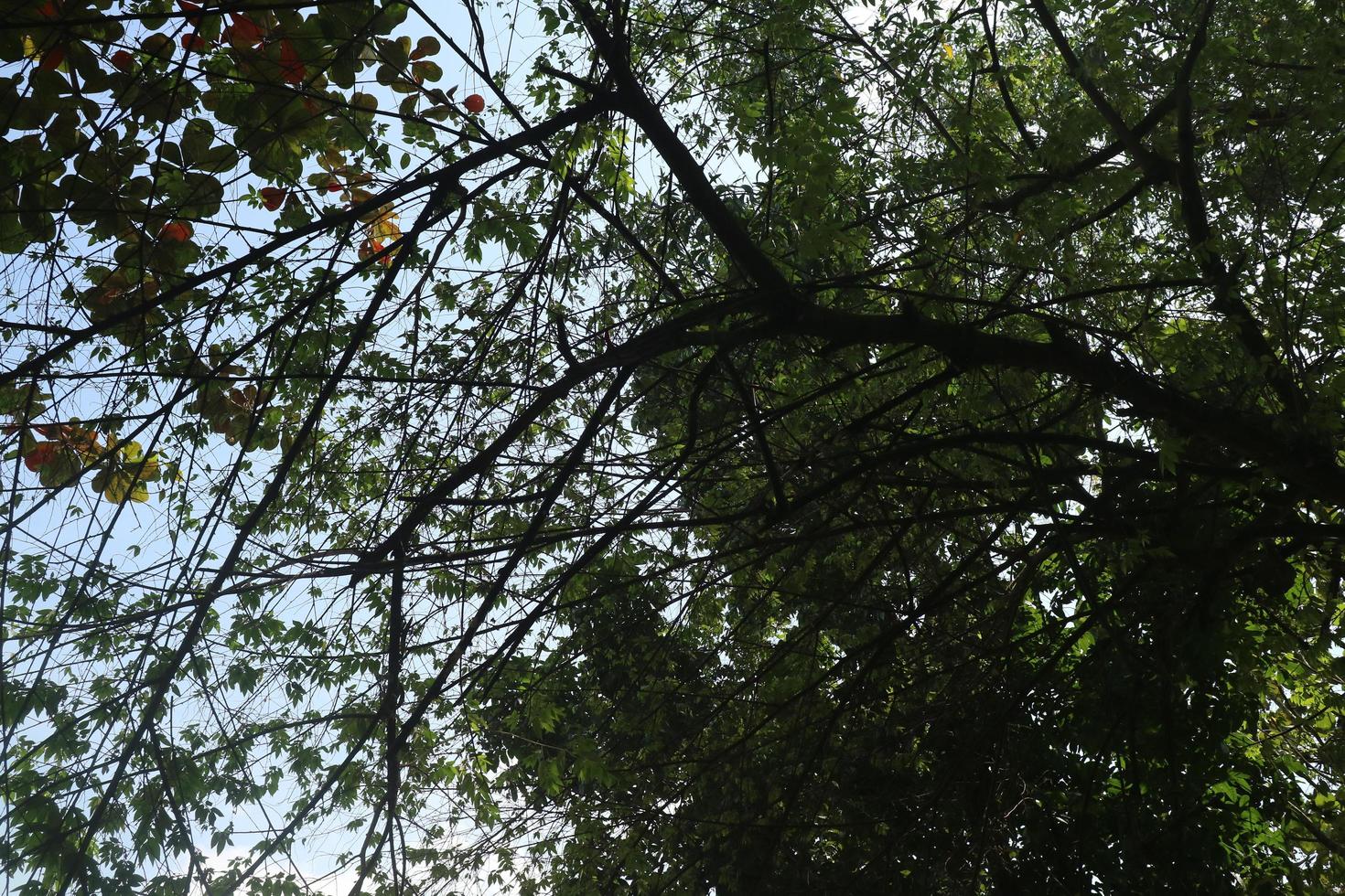 green and lush cherry tree photo