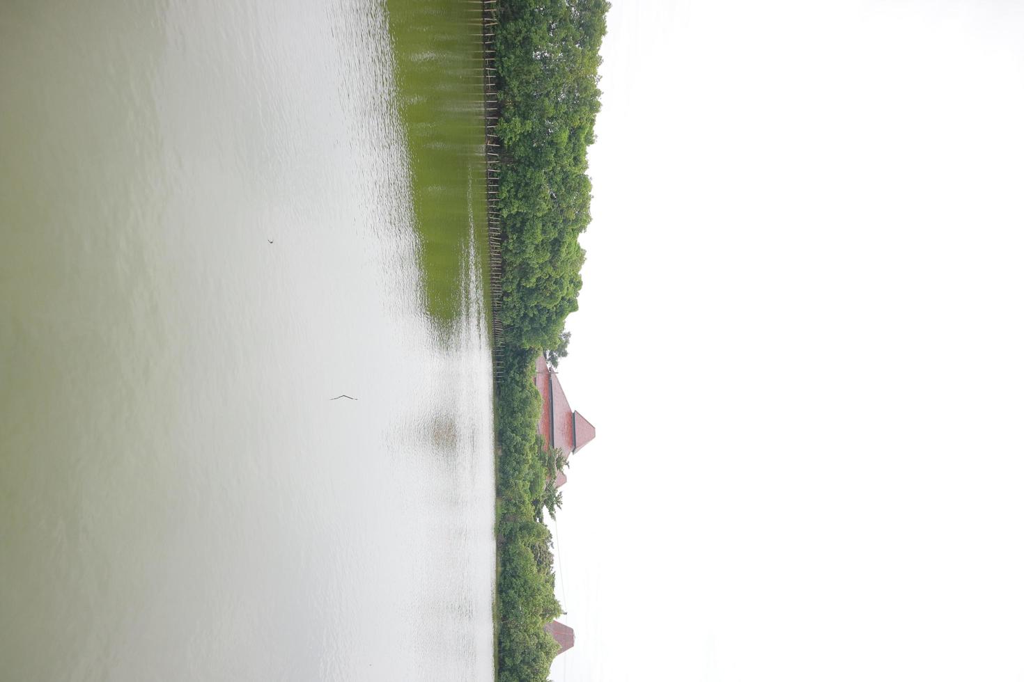 Mangrove trees on the edge of the swamp photo