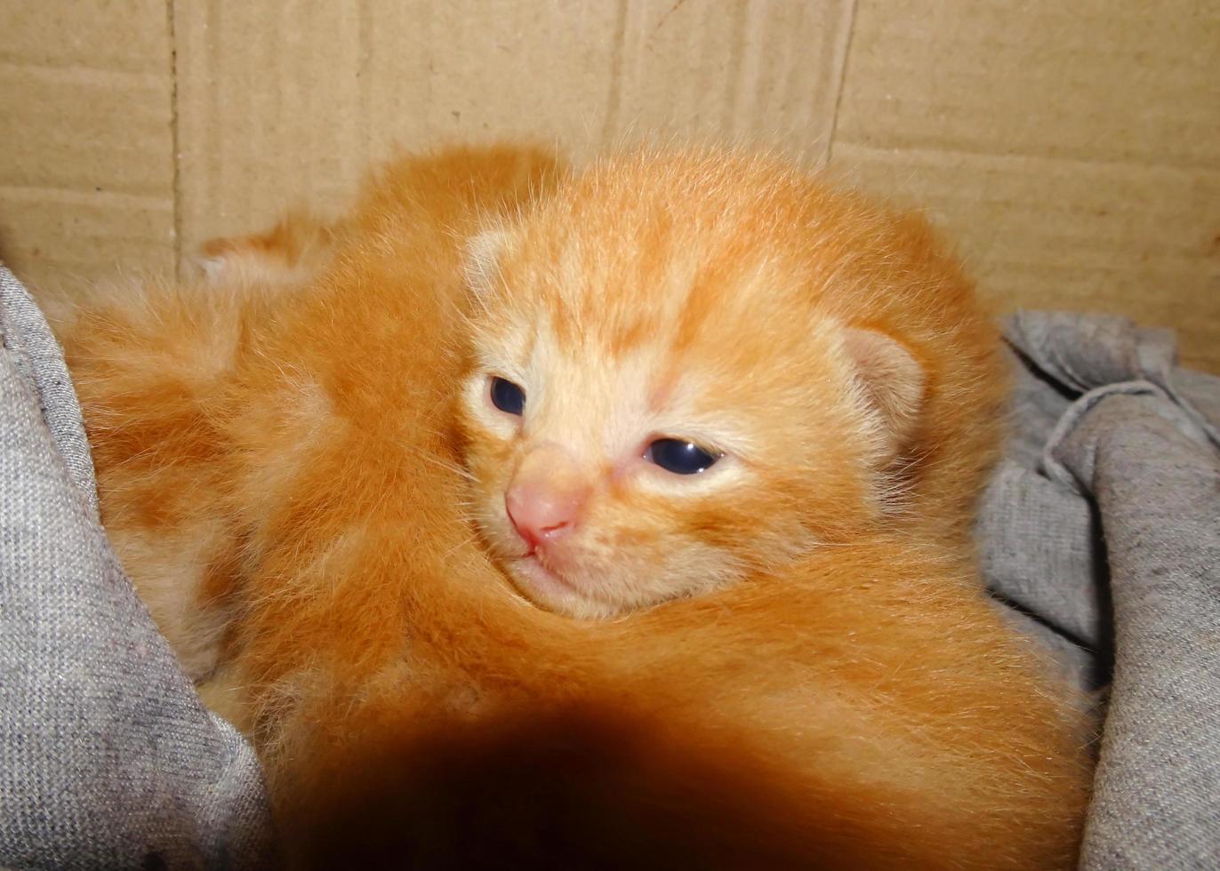 Closeup of ginger kitten photo