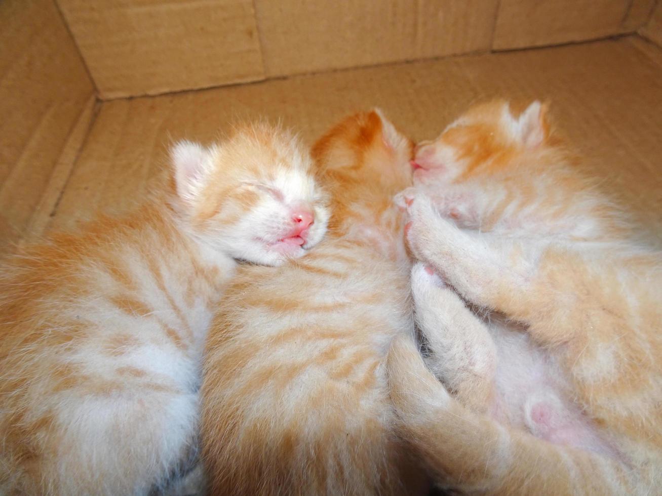 Cute ginger kitten is fast asleep photo