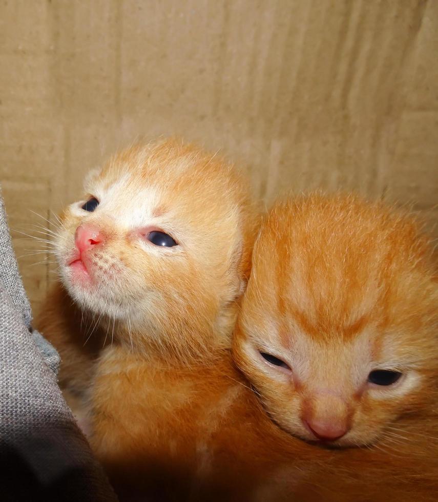 Ginger kitten portrait photo