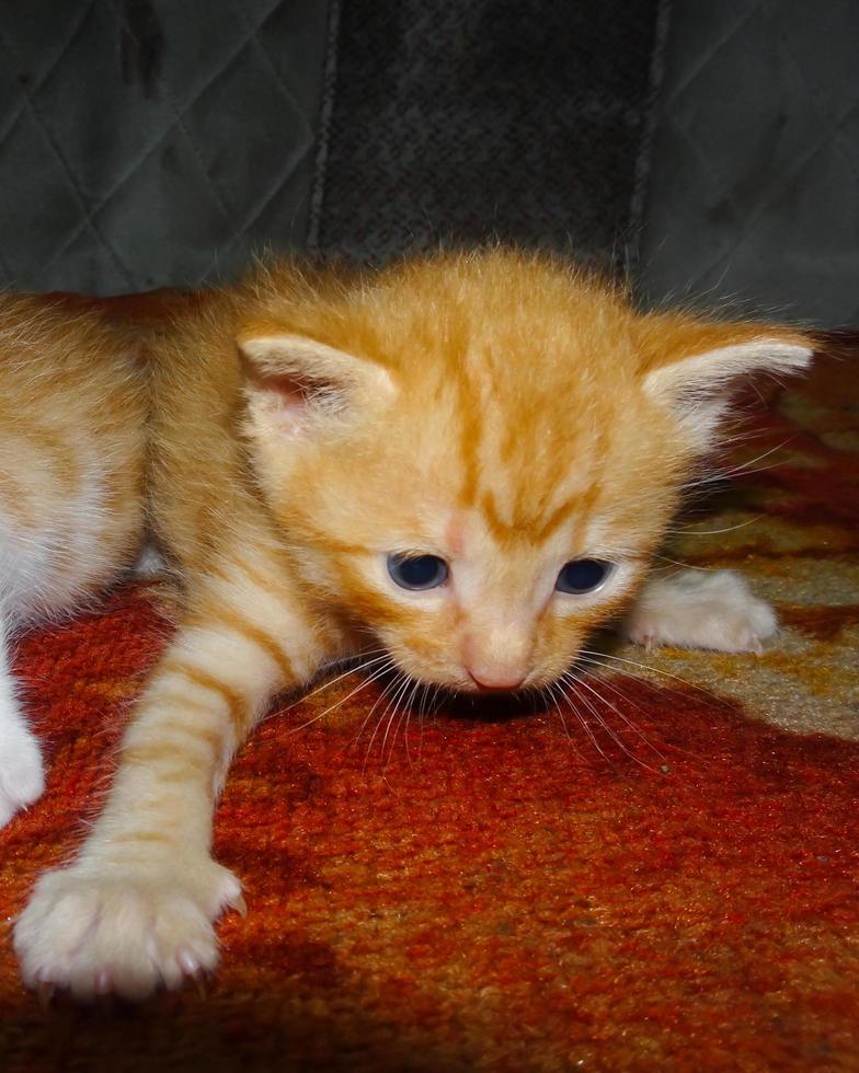 Closeup of ginger kitten lying down photo