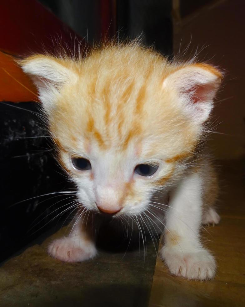 Ginger kitten face portrait photo