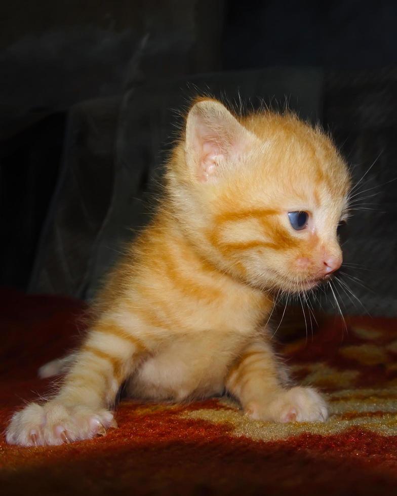 Closeup of cute ginger kitten photo
