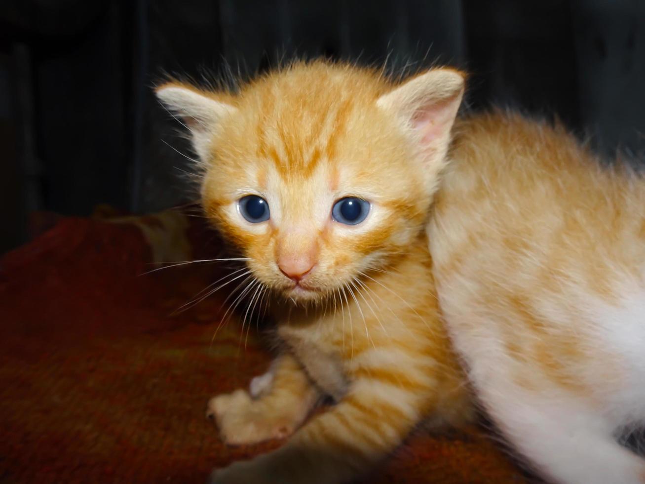 Ginger kitten face photo
