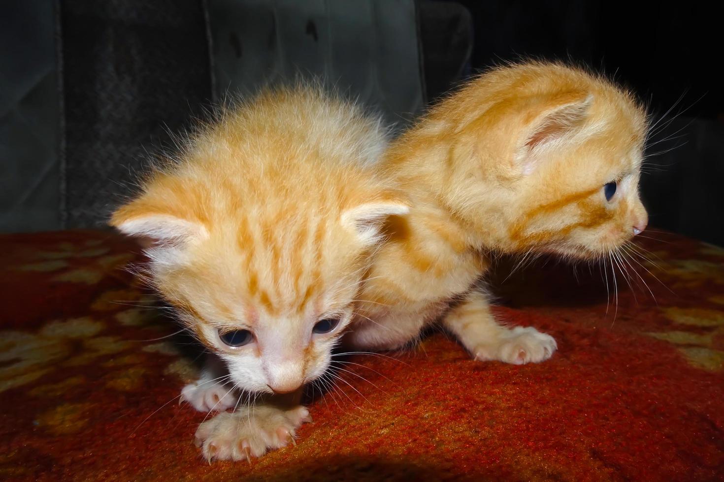 Two ginger kitten brothers photo