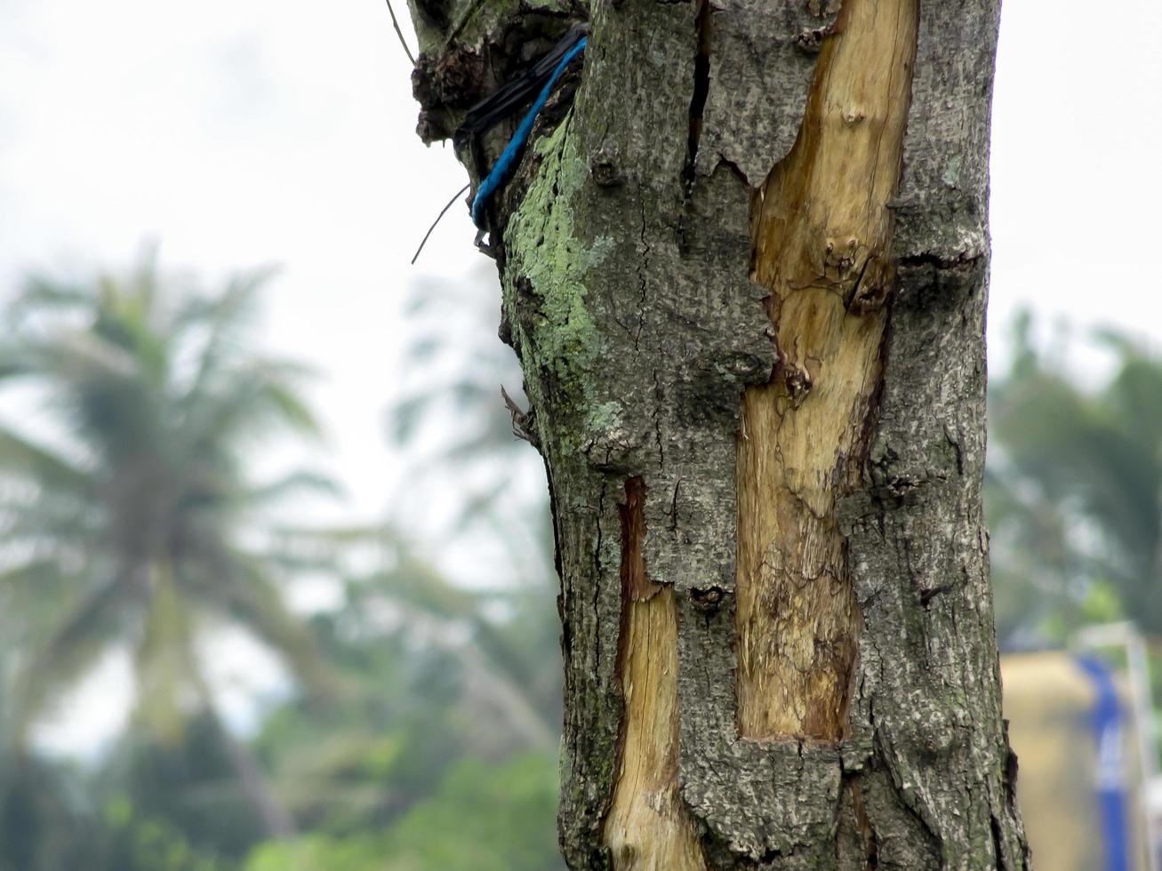 Natural texture of tree trunk photo
