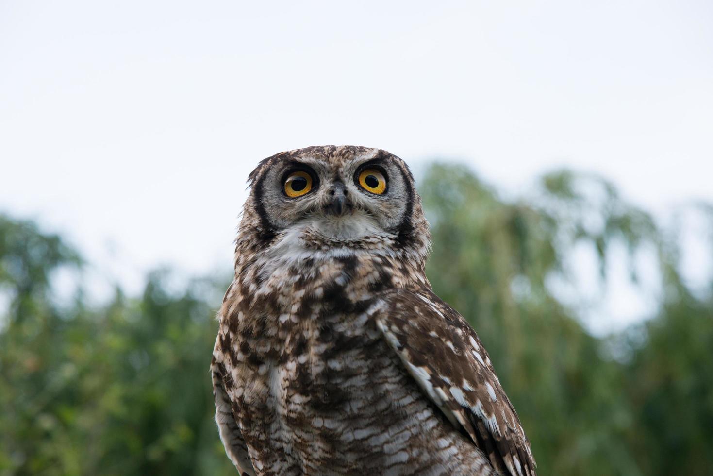 Beautiful portrait of an owl in the nature, seen from below. Beautiful yellow eyes, green background. Strigiformes. photo